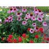 Prairie Splendor Deep rose 2