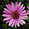 Prairie Splendor Deep rose 3