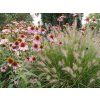 Prairie Splendor Deep rose 1