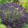 aromatico 1