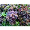 Sedum Coral reff 2