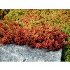Sedum Coral Carpet 2