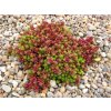 Sedum Coral Carpet 3