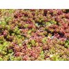 Sedum Coral Carpet 1