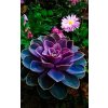 echeveria purple pearl