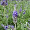 lavandula pinnata 1