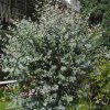eucalyptus gunnii 4