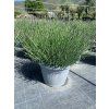 Levandule intermedia Grosso - Levandule francouzská, květináč 45 cm
