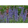 Salvia nemorosa Blauhugel 1