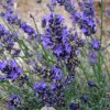 lavandula twickel purple 3