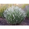 lavandula Aromance White3