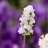 lavandula Aromance White 4