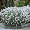 lavandula Aromance White 5