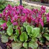 bergenia shoeshine rose 2