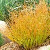 carex testacea prairie fire 2