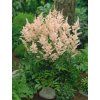 astilbe Peach Blossom2