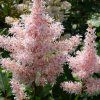 Astilbe Peach Blossom