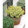 Thymus Citrodorius Aureus 4