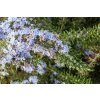 Rosmarinus Repens 3