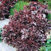 Heuchera Melting Fire2