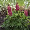 Lupinus Legendary Red Shades 2