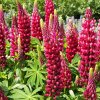 Lupinus Legendary Red Shades