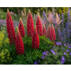 lupinus red