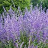 perovskia 2