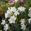 Platycodon grandiflorus Cordo White 2