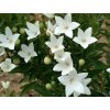 Platycodon grandiflorus Cordo White 1