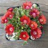 Delosperma sundella Red 1