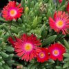 Delosperma sundella Red 3