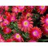 Delosperma sundella Red 2
