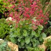 heuchera leuchtkafer 2