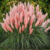 cortaderia rosea.2jpg