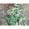 sedum pachyclados 3