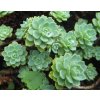 sedum pachyclados 1
