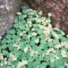 sedum pachyclados 4