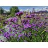 Verbena bonariensis - Sporýš argentinský