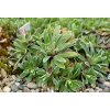 Saxifraga Hostii 2