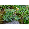 Saxifraga Hostii 1
