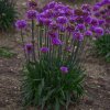 armeria balerina lilac2
