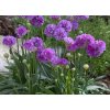 armeria balerina lilac1