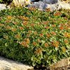 Sedum Katschaticum variegatum 2