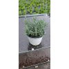 Lavandula intermedia Grosso - Levandule prostřední, francouzská Grosso, kontejner 14 cm
