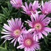 delosperma sundella lavender 2