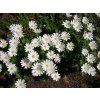anemone blanda white Splendour 5