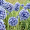 allium caeruleum 2