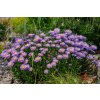 aster alpinus beauty blue 2