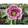 helleborus double pink spotted 2